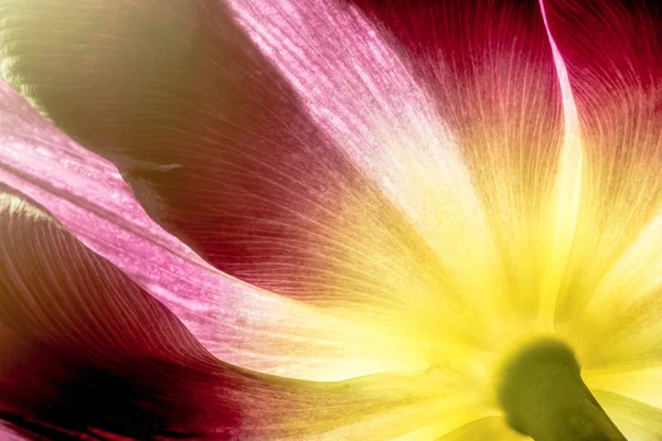 Tulipa roxa com núcleo amarelo macro closeup. Pétalas de tulipa roxa e amarela core close-up no sol macro fundo textura . — Fotografia de Stock