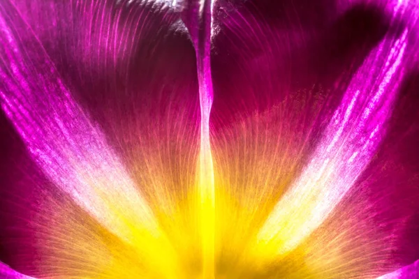 Purple tulip with yellow core closeup macro. Petals of purple and yellow tulip core close-up in the sun macro background texture. — Stock Photo, Image