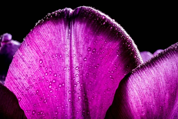紫色郁金香与水滴特写宏。带下滴特写的宏观背景纹理的紫色郁金香花瓣. — 图库照片