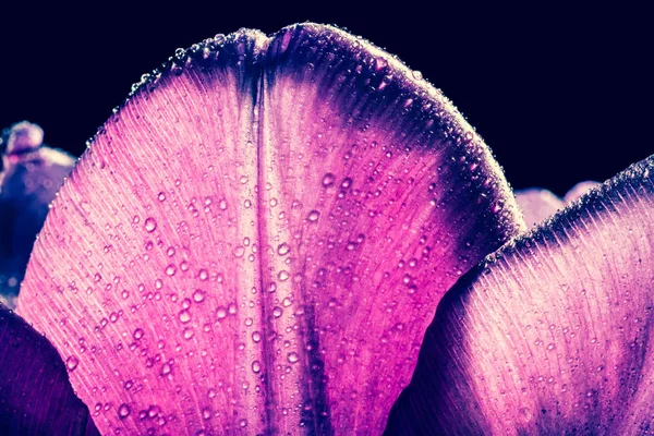 Tulipa roxa com gota de água closeup macro. Pétalas de tulipa roxa com gotas close-up textura fundo macro. Velho estilo retro vintage foto . — Fotografia de Stock