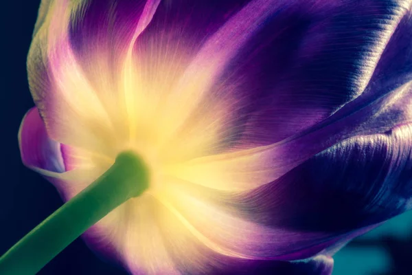 Tulipe violette avec macro gros plan à noyau jaune. Pétales de tulipes pourpres et jaunes en gros plan dans la texture de fond macro lumière du soleil. Vue douce. Ancienne photo de style vintage rétro . — Photo