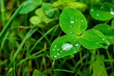 Bir yaprak yeşil yakın çekim yağmur damlaları. Yeşil bitki makro üzerinde Su damlacıkları. Doğada yeşil çimenlerin üzerinde çiy.