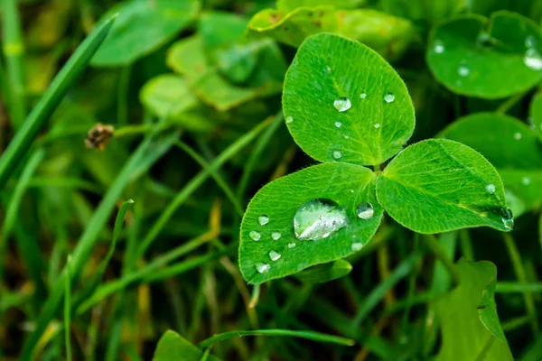 Bir yaprak yeşil yakın çekim yağmur damlaları. Yeşil bitki makro üzerinde Su damlacıkları. Doğada yeşil çimenlerin üzerinde çiy.