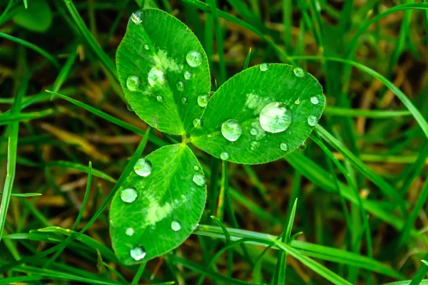 雨落在绿叶特写。绿色的植物宏观上的水珠。在自然的绿色草地上的露珠. — 图库照片