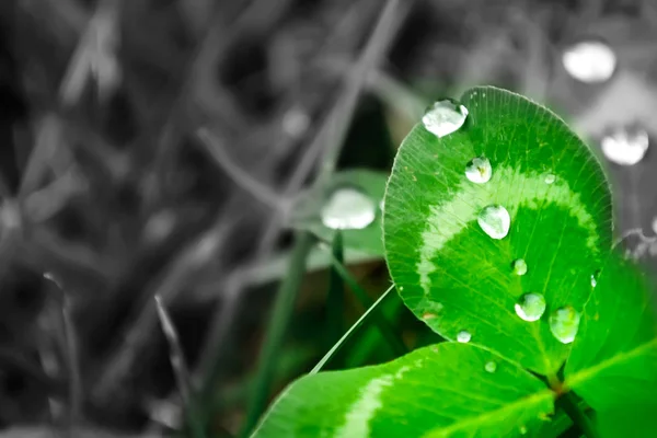 A chuva cai em uma folha verde close-up. Gotas de água em uma macro de fábrica verde. Orvalho na grama verde na natureza . — Fotografia de Stock