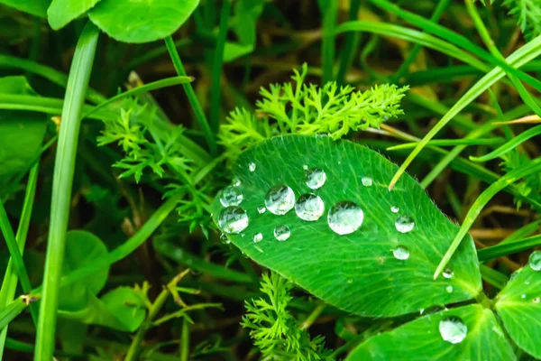 Bir yaprak yeşil yakın çekim yağmur damlaları. Yeşil bitki makro üzerinde Su damlacıkları. Doğada yeşil çimenlerin üzerinde çiy.