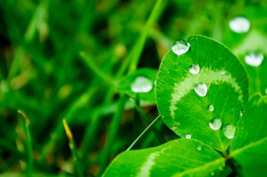 Yeşil yaprak yakın çekim üzerinde yağmur damlaları. Yeşil bitki makro üzerinde su damlaları.