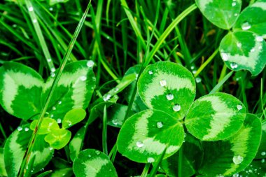 Yeşil yaprak yakın çekim üzerinde yağmur damlaları. Yeşil bitki makro üzerinde su damlaları.