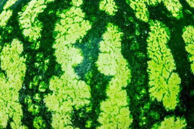 Yeşil karpuz closeup doku uygunluğunu