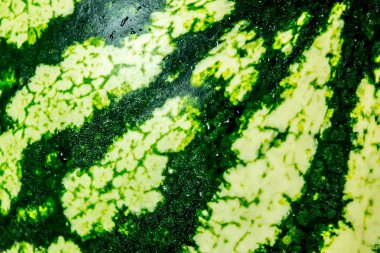 Yeşil karpuz closeup doku uygunluğunu