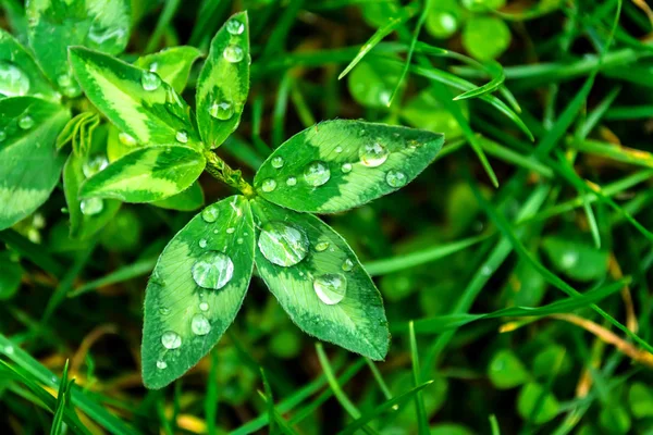 Yeşil yaprak yakın çekim üzerinde yağmur damlaları. Yeşil bitki makro üzerinde su damlaları.