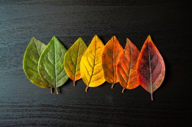 Siyah ahşap zemin renkli yaprakları yakın çekim