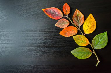 Siyah ahşap zemin renkli yaprakları yakın çekim