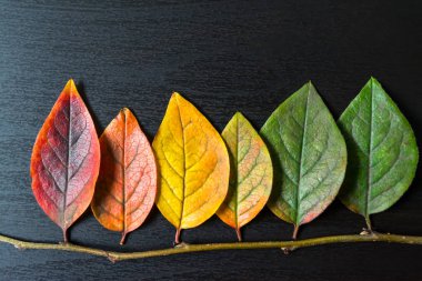 Siyah ahşap zemin renkli yaprakları yakın çekim