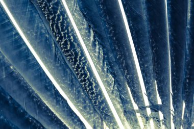 Yakın çekim makro doku arka plan tavus kuşu tüy