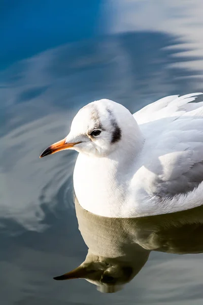 Sea gull closeup drifting swimming on water in lake with reflection on blue sky background — Stock Photo, Image