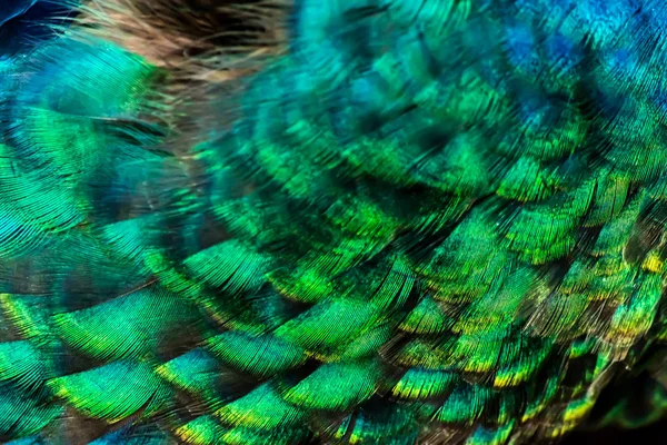 Coloridas plumas de pavo real primer plano macro fondo textura — Foto de Stock