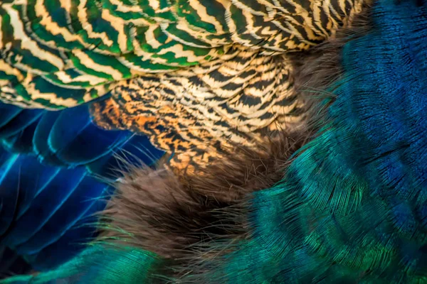 Coloridas plumas de pavo real primer plano macro fondo textura — Foto de Stock