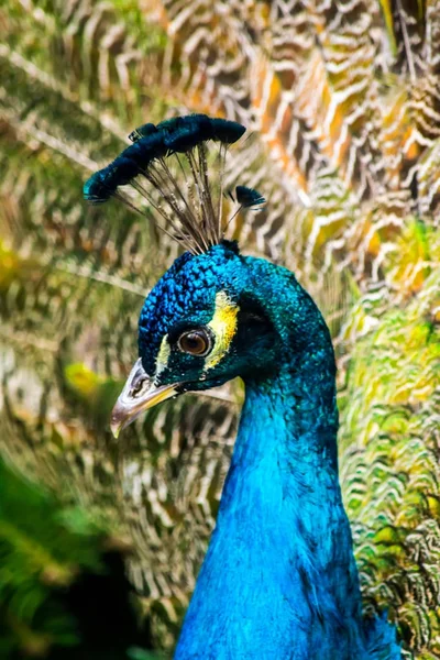 Pfau-Nahaufnahme auf dem Hintergrund flauschiger mehrfarbiger Schwanzfedern — Stockfoto