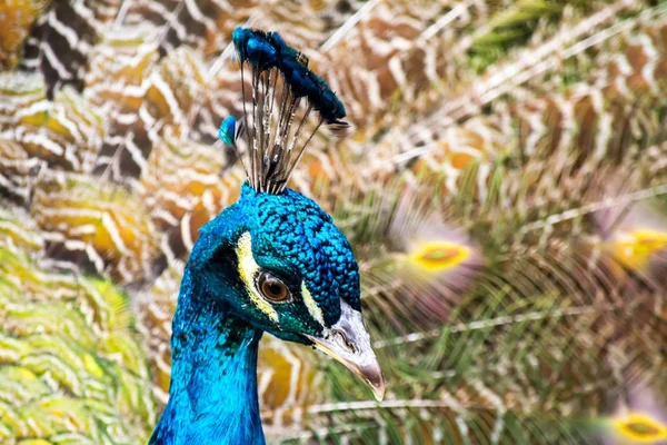 Pfau-Nahaufnahme auf dem Hintergrund flauschiger mehrfarbiger Schwanzfedern — Stockfoto