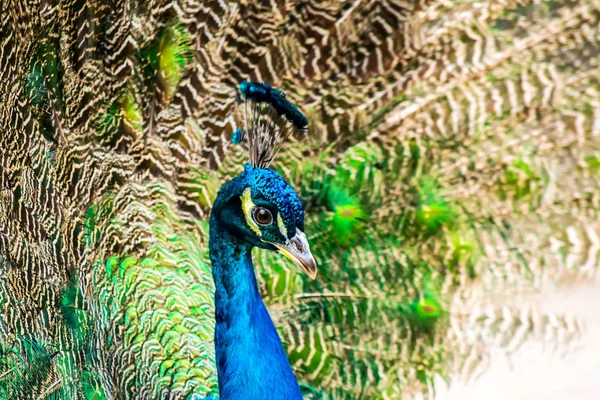 Pfau-Nahaufnahme auf dem Hintergrund flauschiger mehrfarbiger Schwanzfedern — Stockfoto