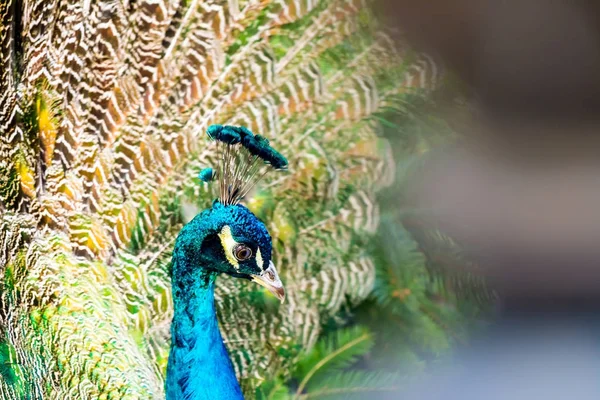 Peacock close-up sur le fond de plumes de queue multicolores pelucheuses — Photo