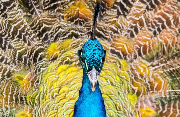 Pfau-Nahaufnahme auf dem Hintergrund flauschiger mehrfarbiger Schwanzfedern — Stockfoto