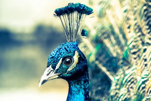 Peacock primer plano en el fondo de plumas mullidas cola multicolor. Vintage, grunge viejo estilo retro . — Foto de Stock