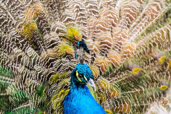 Pfau-Nahaufnahme auf dem Hintergrund flauschiger mehrfarbiger Schwanzfedern — Stockfoto