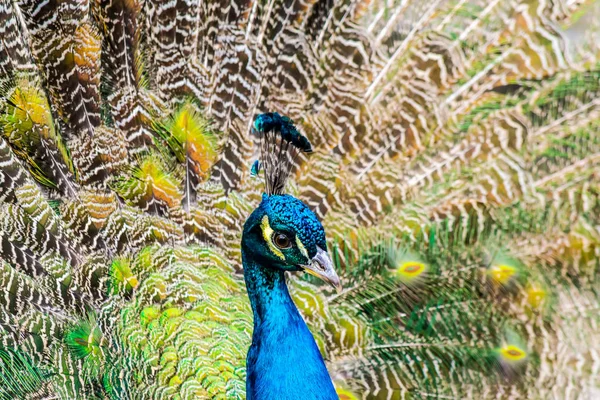 Pfau-Nahaufnahme auf dem Hintergrund flauschiger mehrfarbiger Schwanzfedern — Stockfoto