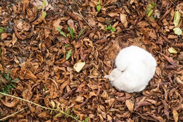 Chat pelucheux blanc, enroulé dans une boule, se trouve dans le feuillage d'automne. Photo d'en haut . — Photo