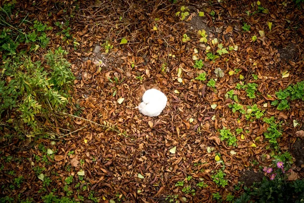 White fluffy cat, curled up in a ball, lies in autumn foliage. Photo from above.