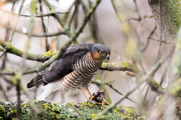 Falke mit Beute aus nächster Nähe auf einem Baum in freier Wildbahn. — Stockfoto