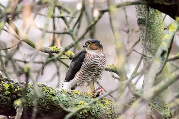 Valk met prooi close-up op een boom in het wild. — Stockfoto