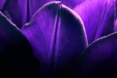 Bright violet purple tulips closeup macro. Petals of purple tulips close-up macro background texture.