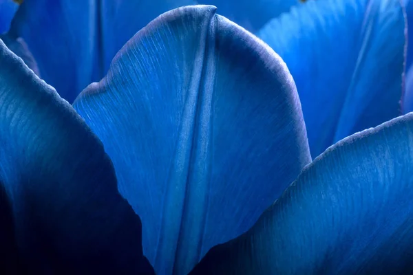 Tulips of deep dark blue color closeup macro. Petals of dark blue trendy phantom blue color tulips close-up macro background texture. — Stock Photo, Image
