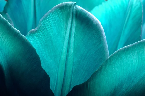 Tulipas fecham macro. Pétalas de aqua homensa cor tulipas close-up macro fundo textura . — Fotografia de Stock