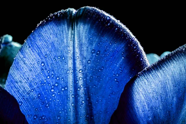 Tulips of deep dark blue color closeup macro with drops of water. Petals of dark blue tulips close-up macro background texture.