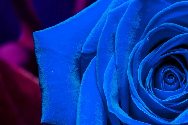 Macro foto creativa de una flor de rosa primer plano en la tendencia de color 2020 en colores azul oscuro . — Foto de Stock