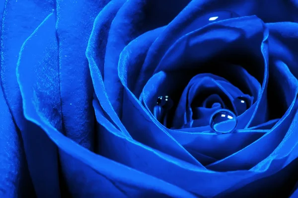 Foto macro creativa de una flor de rosa con gotas de agua de cerca en la tendencia de color 2020 en colores azul oscuro . — Foto de Stock