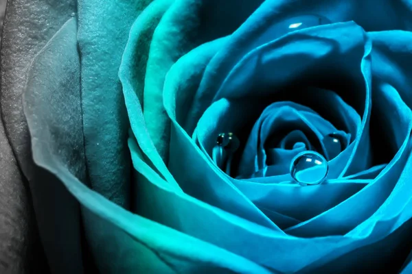 Foto macro creativa de una flor de rosa con gotas de agua de cerca con un gradiente en la tendencia de color 2020 en tonos azules . — Foto de Stock