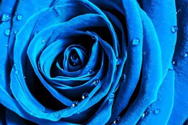 Foto macro creativa de una flor de rosa con gotas de agua de cerca en la tendencia de color 2020 en colores azul oscuro . — Foto de Stock