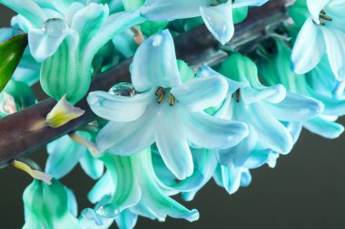 Hyacinth flowers macro in the 2020 color trend in blue azure tones with drops of water on a dark background.