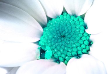 White chrysanthemum flower with core in the 2020 color trend in blue azure tones and drop of water close-up macro background texture.