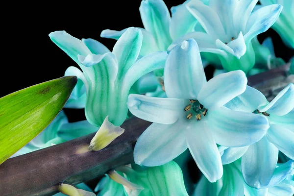 Flores de jacinto macro close-up na tendência de cor 2020 em tons azure azuis isolados em um fundo preto . — Fotografia de Stock