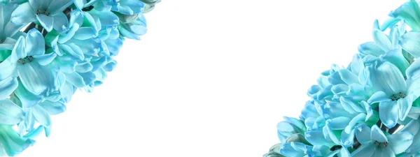 Horizontal frame of blue hyacinth flowers with an isolated white background in the center for text, inscription. Large size photo. — Stock Photo, Image