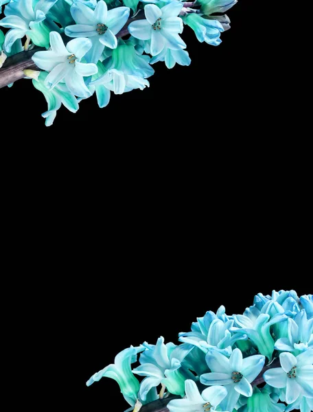 กรอบแนวตั้งของดอกไม้ hyacinth สีน้ําเงินที่มีพื้นหลังสีดําโดดเดี่ยวในศูนย์กลางสําหรับข้อความตัวอักษร ภาพถ่ายขนาดใหญ่ . — ภาพถ่ายสต็อก