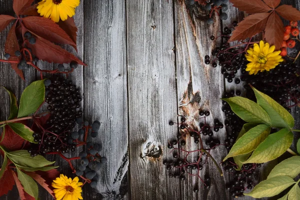 Colheita de outono de frutas e uvas e folhas coloridas e cores de outono no fundo de madeira vintage cinza velho — Fotografia de Stock