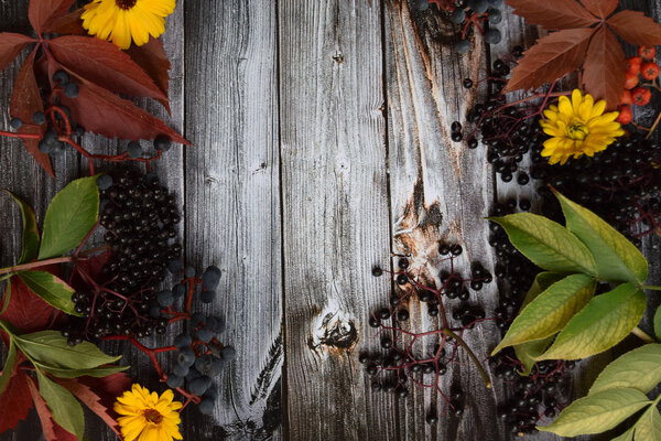 Autumn harvest of fruits and grapes and colored leaves and fall colors on the old gray vintage wooden background