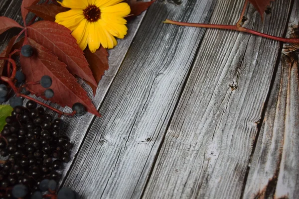 Vendemmia autunnale di frutta e uva e foglie colorate e colori autunnali sul vecchio sfondo grigio vintage in legno — Foto Stock